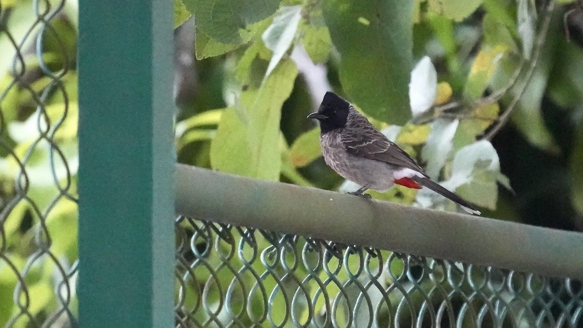 Red-vented Bulbul - ML508533381