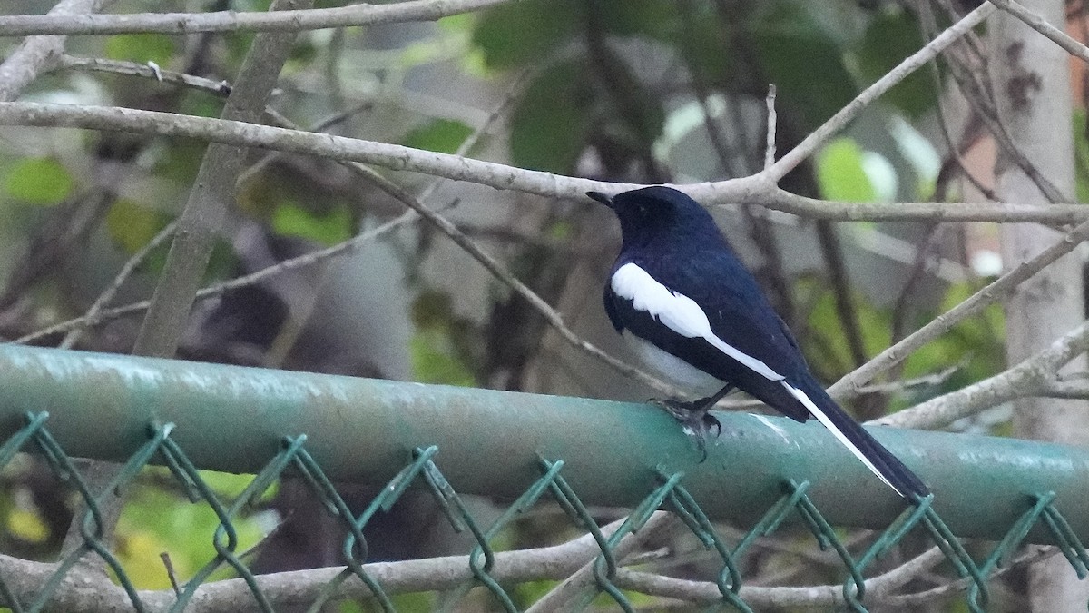 Oriental Magpie-Robin - ML508533461