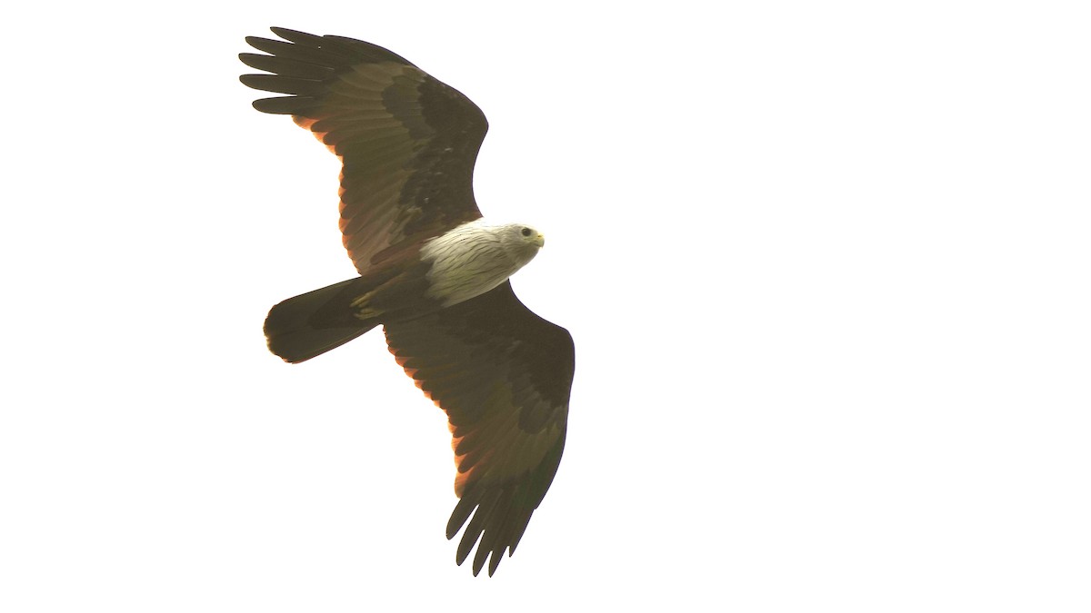 Brahminy Kite - ML508533751