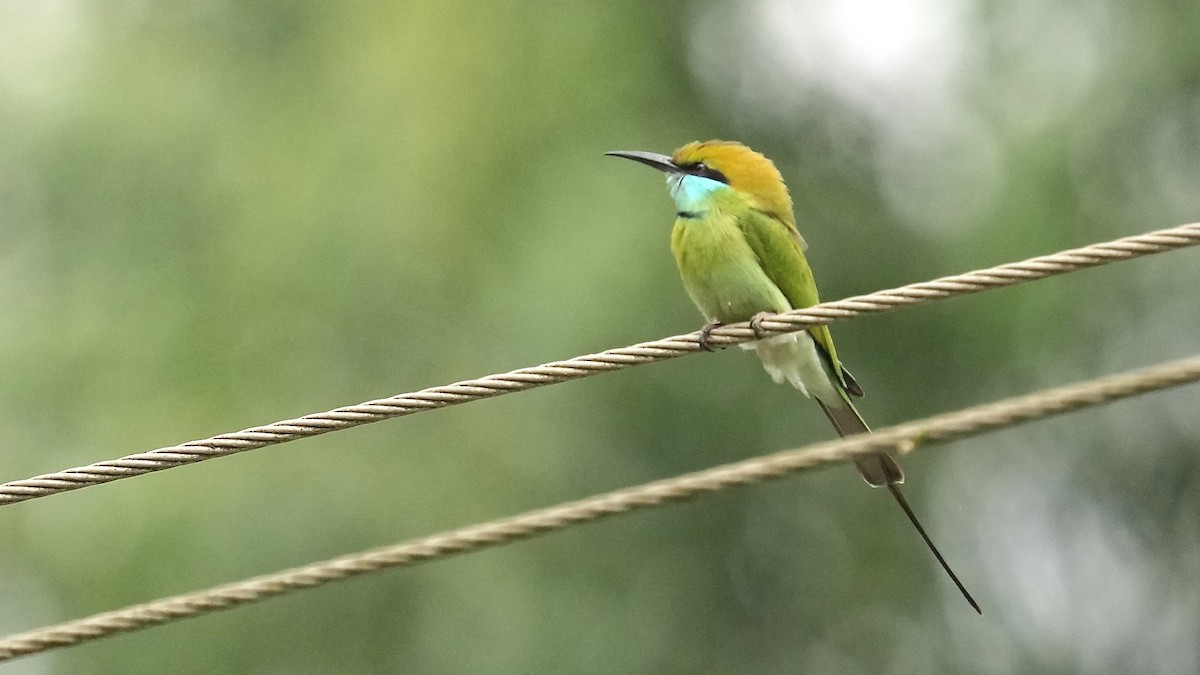 Asian Green Bee-eater - ML508533781