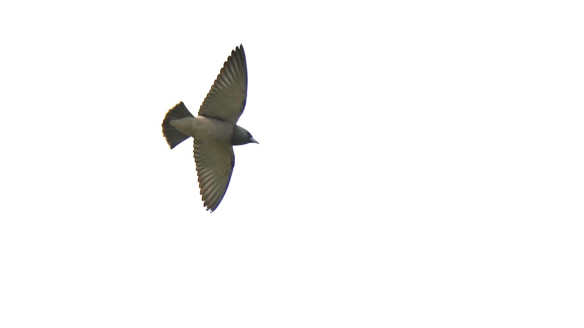 Ashy Woodswallow - ML508533841