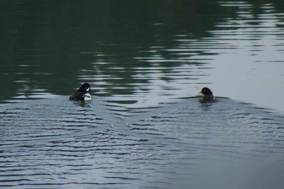 Barrow's Goldeneye - ML50853581
