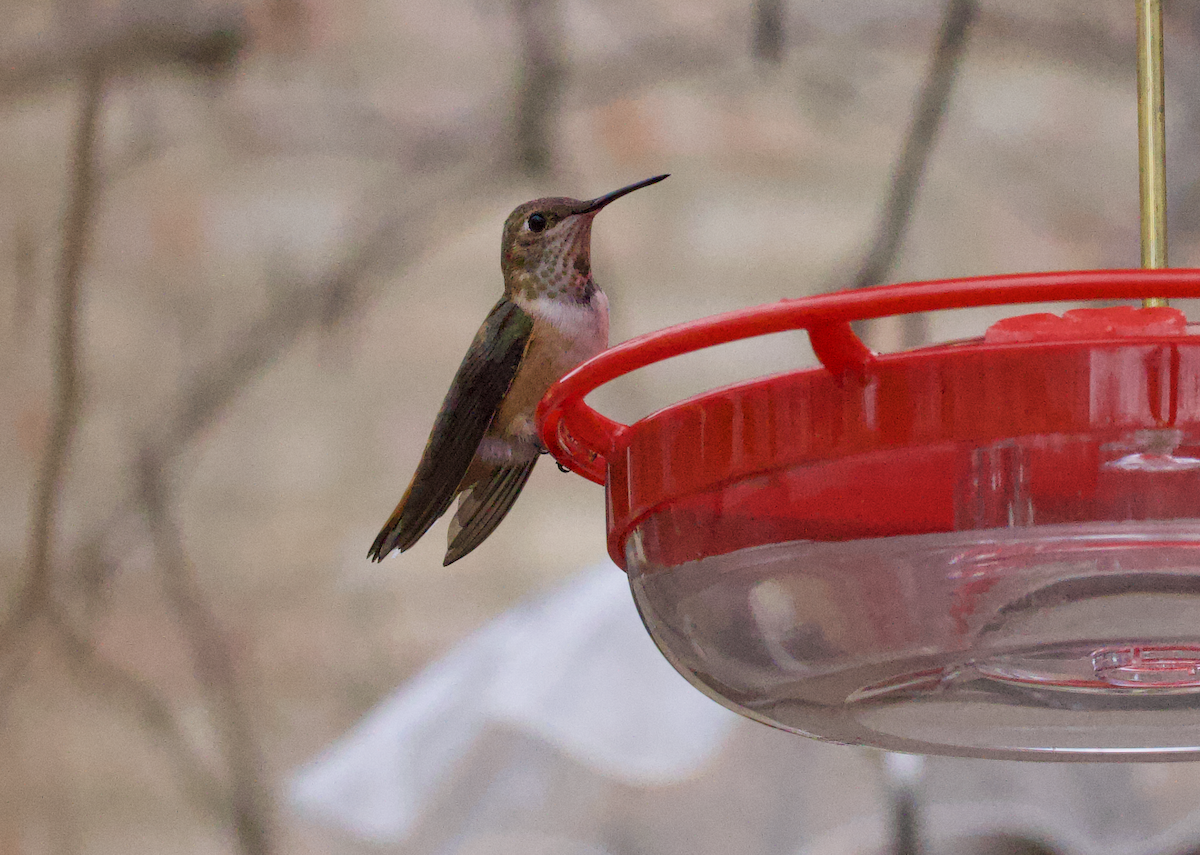 Rufous Hummingbird - ML508536161