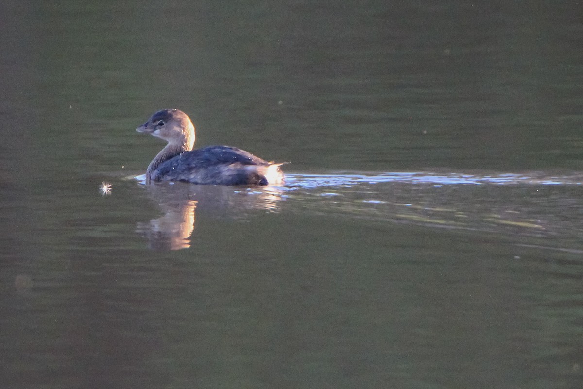Pied-billed Grebe - ML508536231