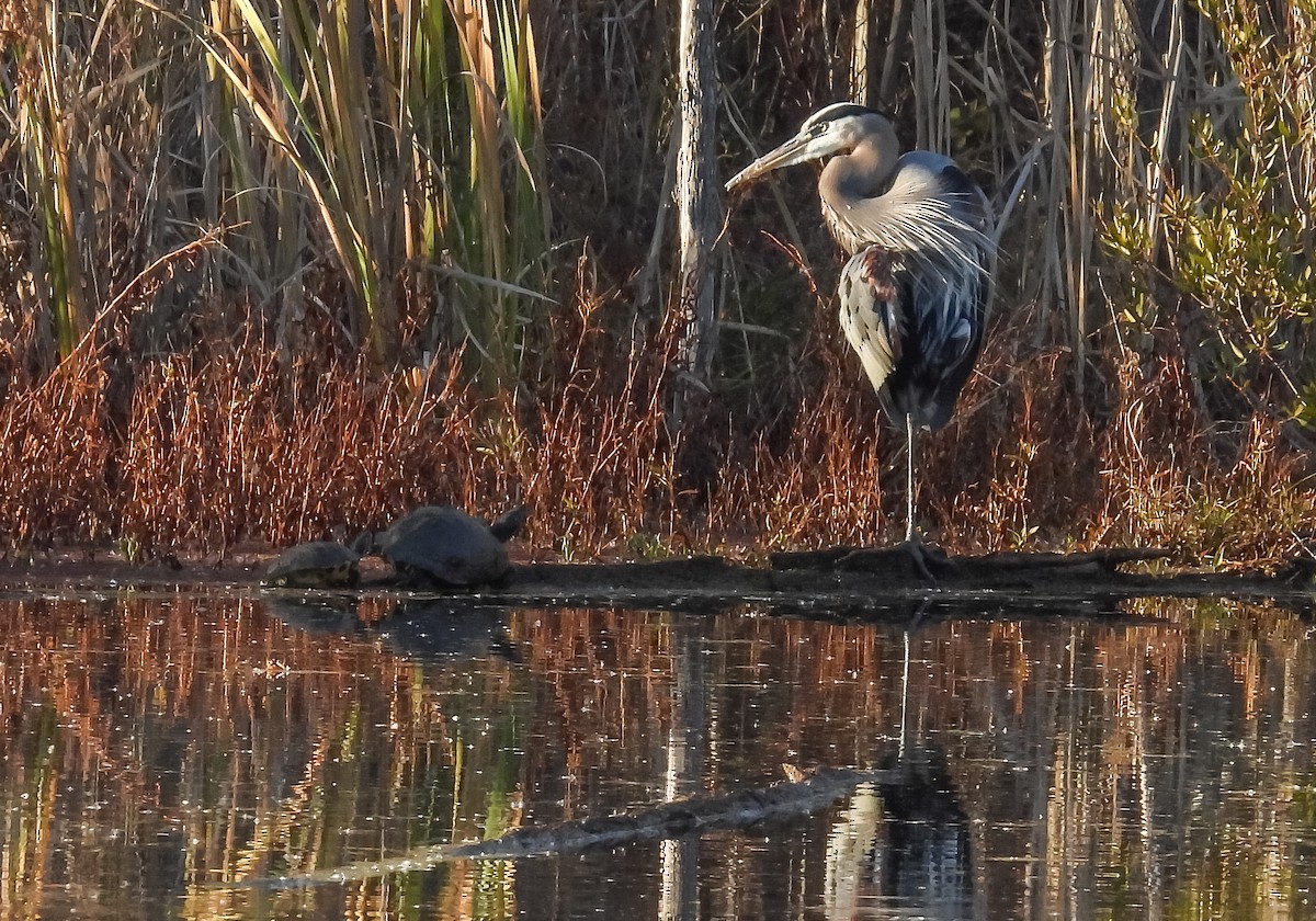 Great Blue Heron - ML508536341