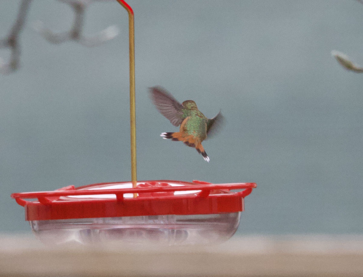 Rufous Hummingbird - Elliott Ress