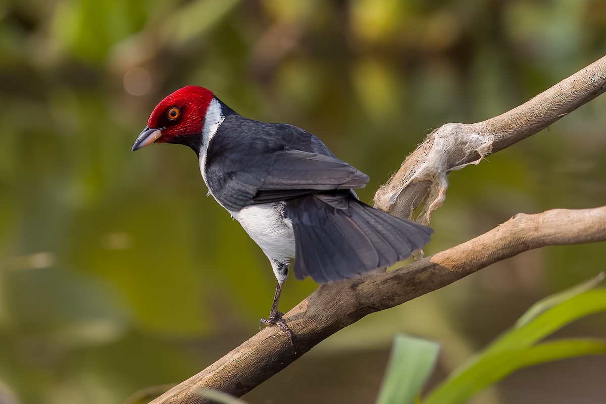 Red-capped Cardinal - ML508537841