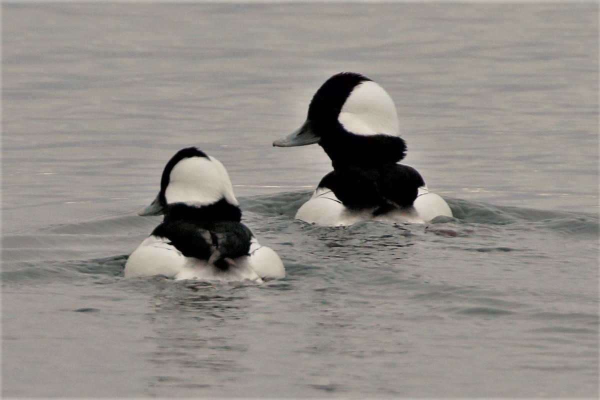 Bufflehead - walter sliva