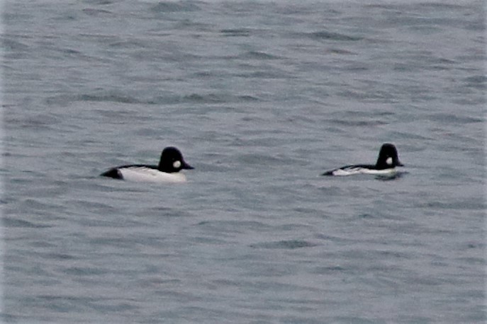 Common Goldeneye - ML508540181