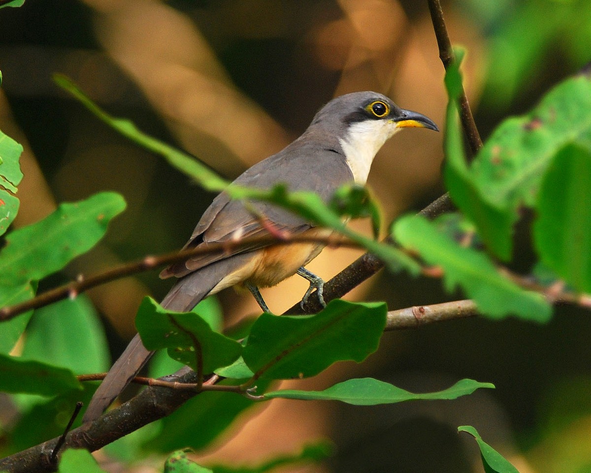 Mangrove Cuckoo - ML50854101