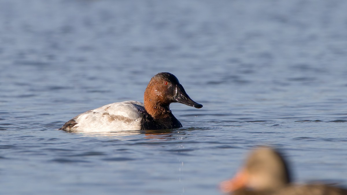 Canvasback - Arthur Mercado