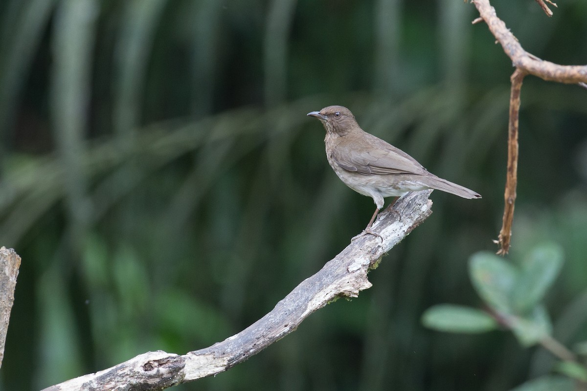 Black-billed Thrush - ML50854141