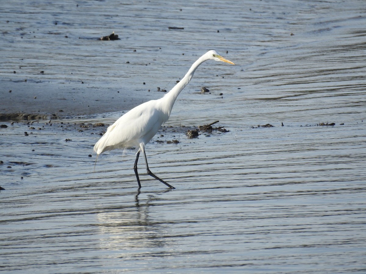 Great Egret - ML50854191