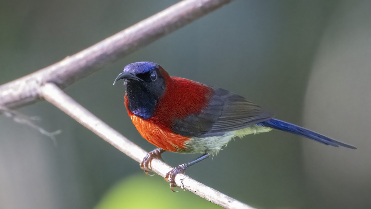 Black-throated Sunbird (Dalat) - Nina Hale