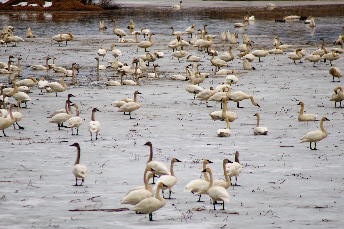 Tundra Swan - ML50854421