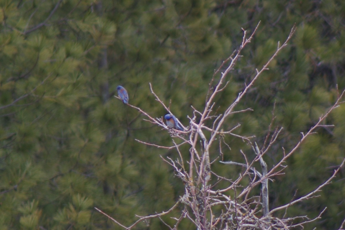 Western Bluebird - ML50854461