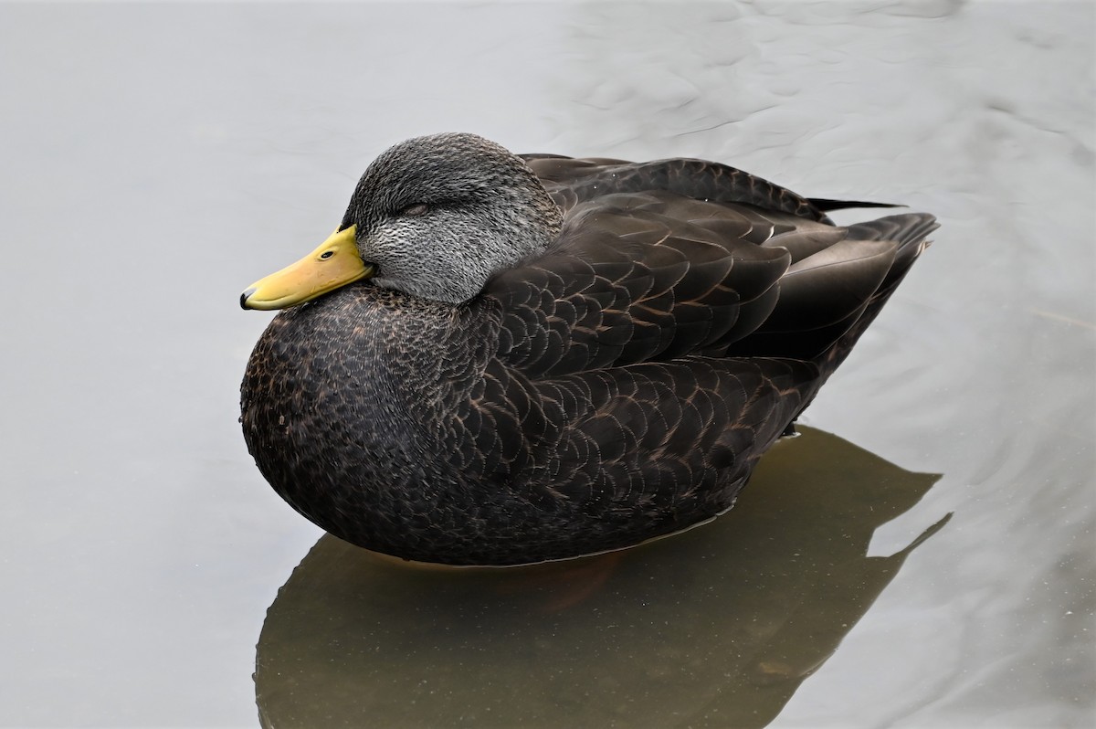 American Black Duck - ML508544871