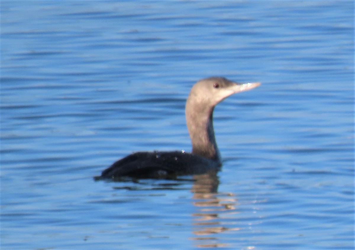 Red-throated Loon - ML508545141