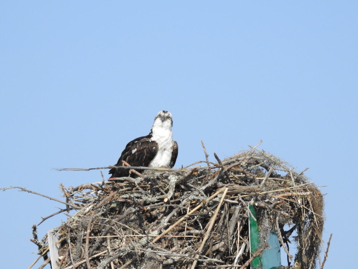 Osprey - ML50854591