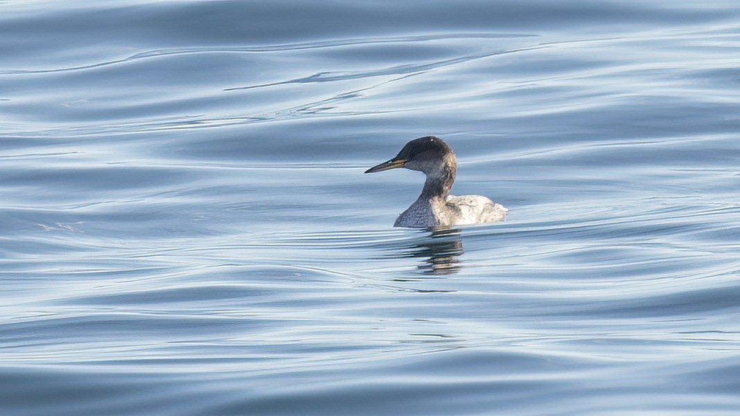 Red-necked Grebe - ML508546251