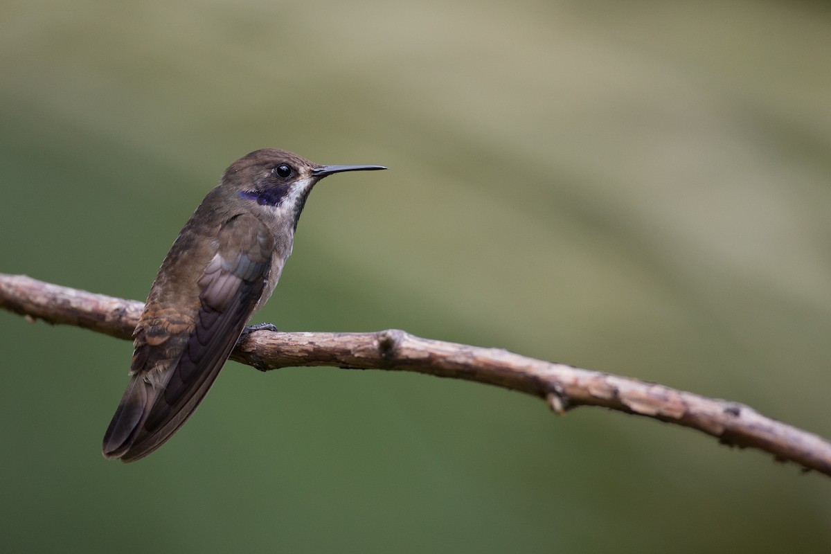 Brown Violetear - Chris Wood