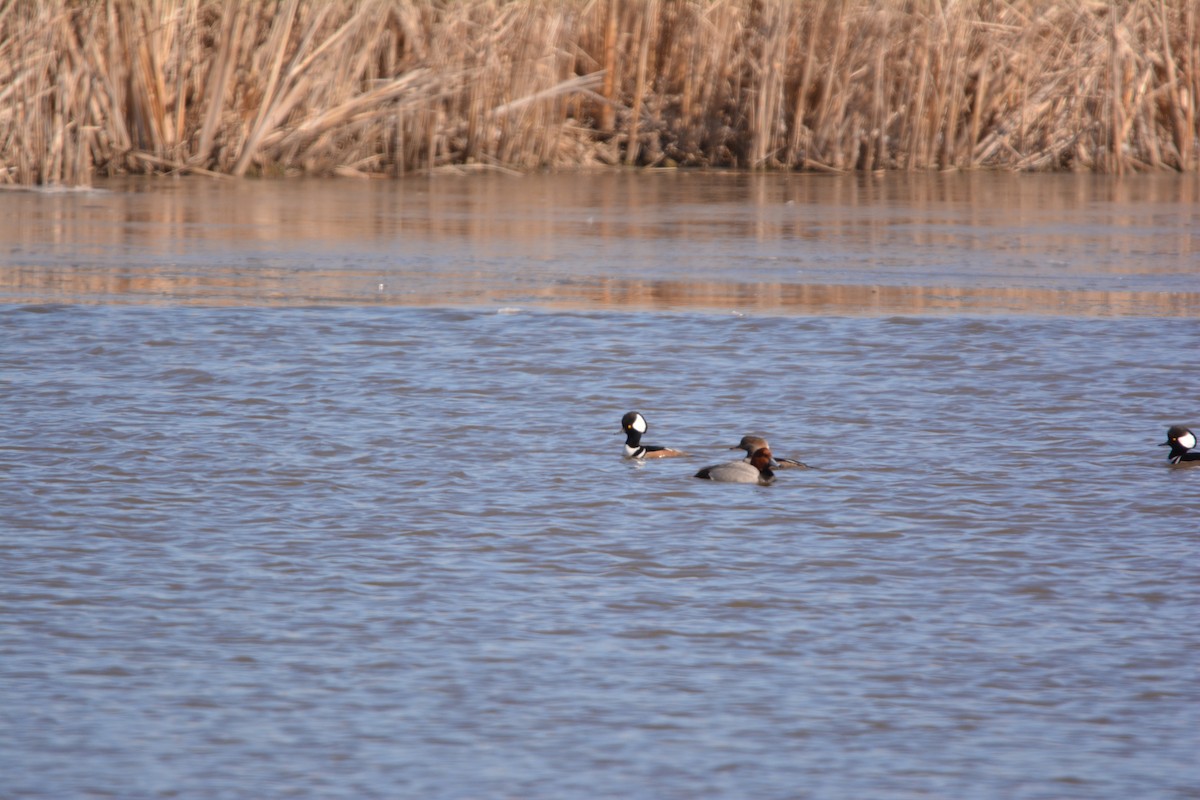 Hooded Merganser - ML50854761