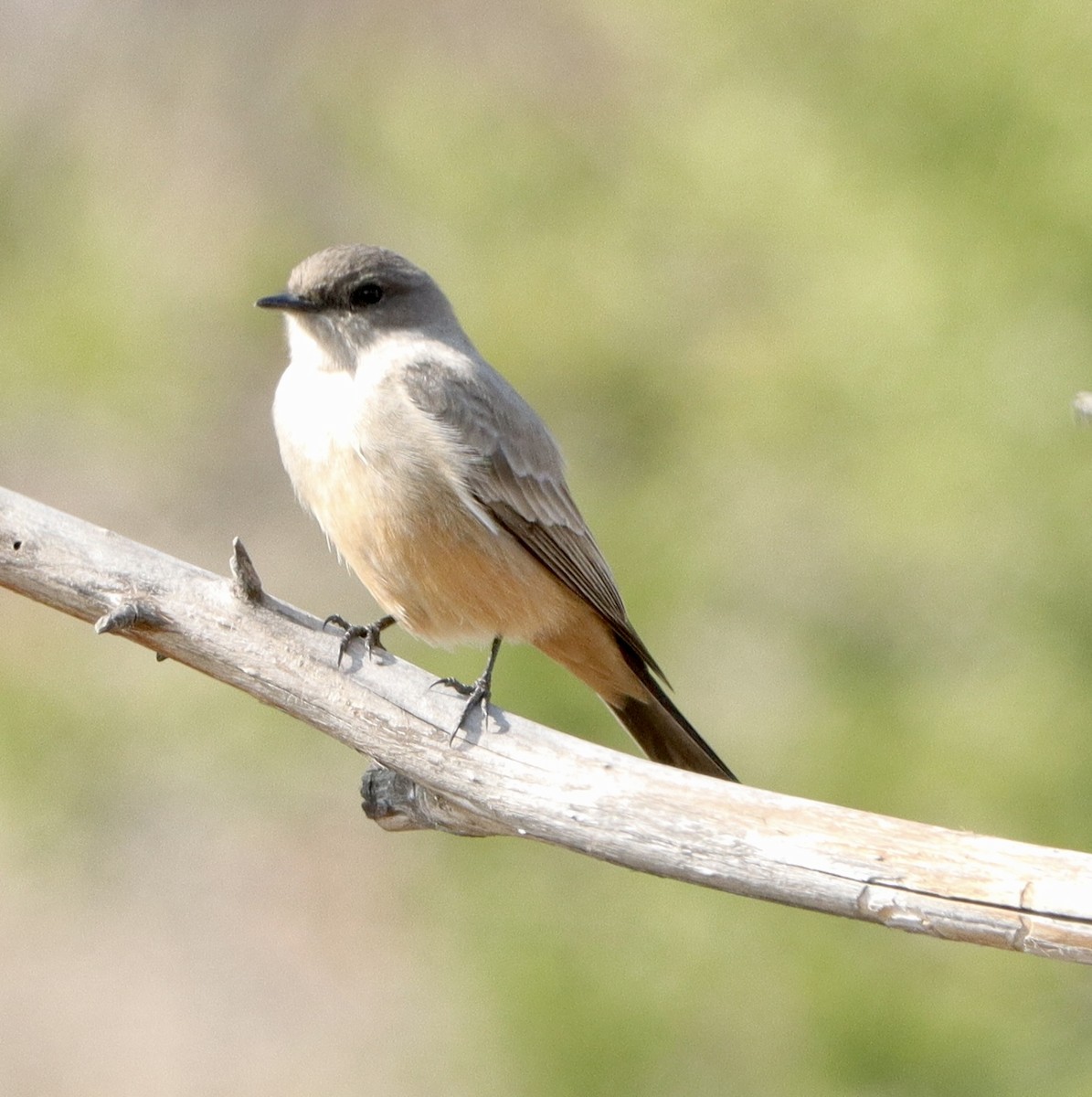 Say's Phoebe - ML508550601