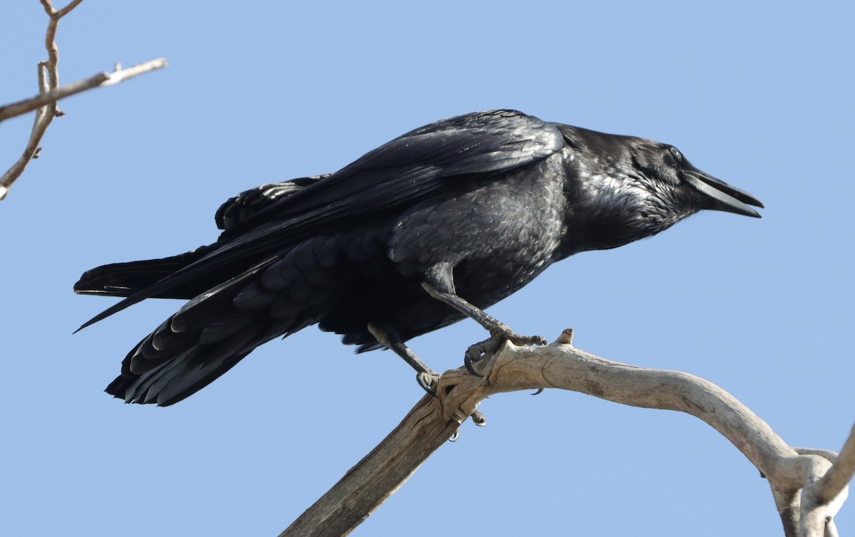 Common Raven - ML508550661