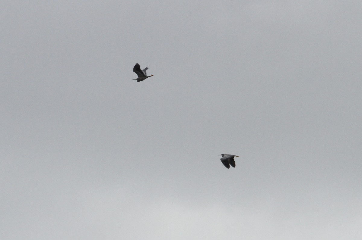 White-faced Heron - ML508550841