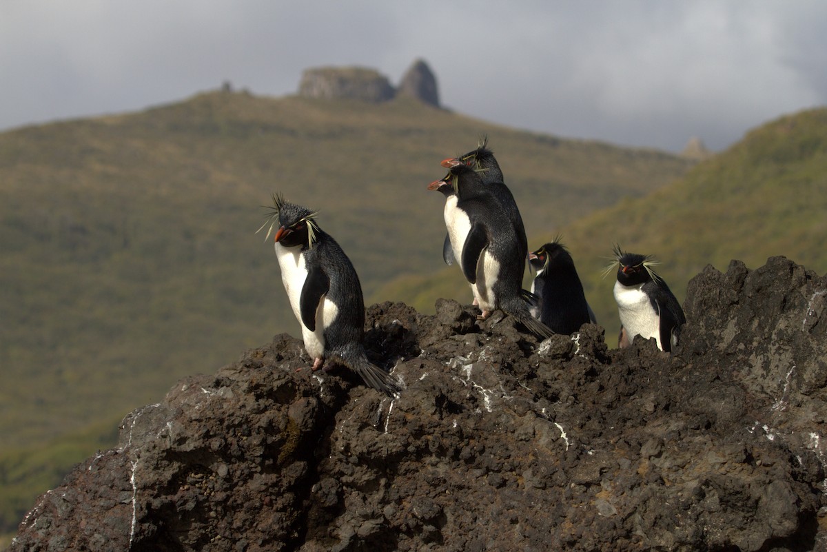 Eastern Rockhopper Penguin - ML508550881