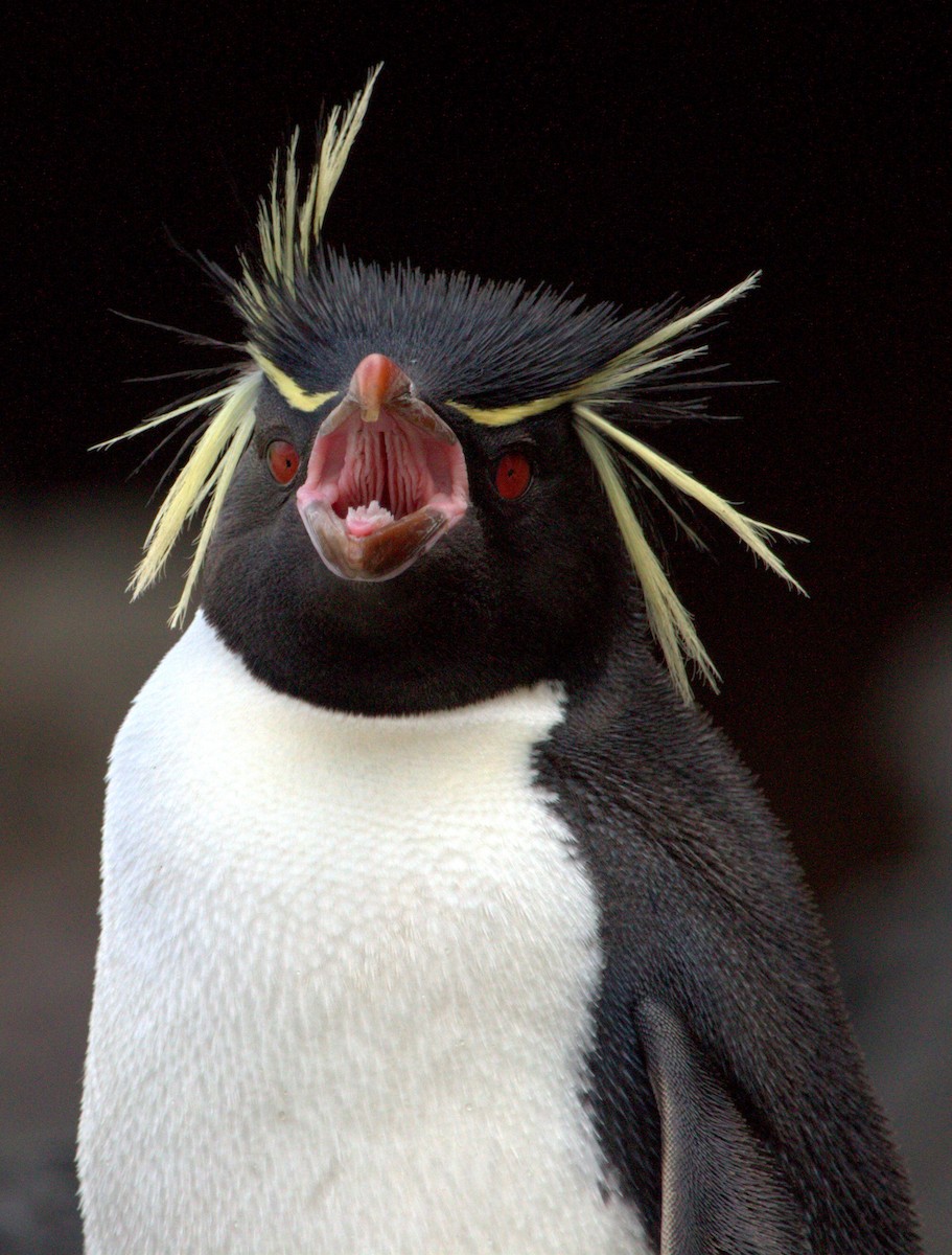 Eastern Rockhopper Penguin - ML508550891