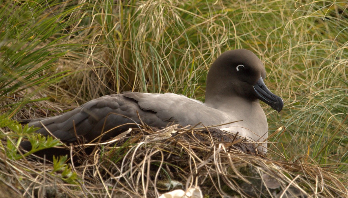Light-mantled Albatross - ML508550921