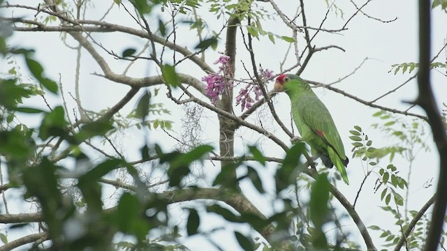 Red-crowned Amazon - ML508551041