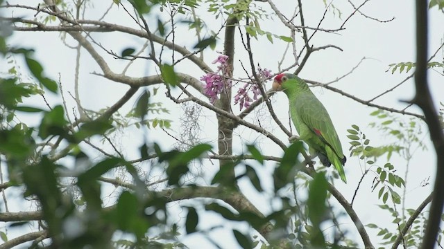 Red-crowned Parrot - ML508551041