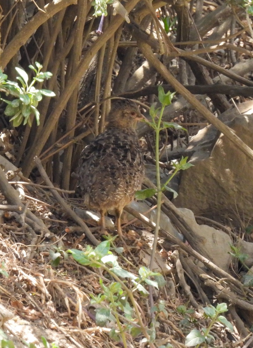 Andean Tinamou - ML508551071