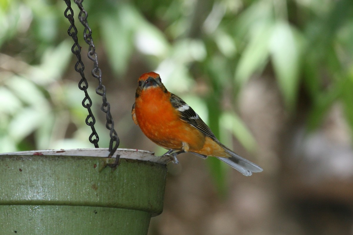 Flame-colored Tanager - ML508551241