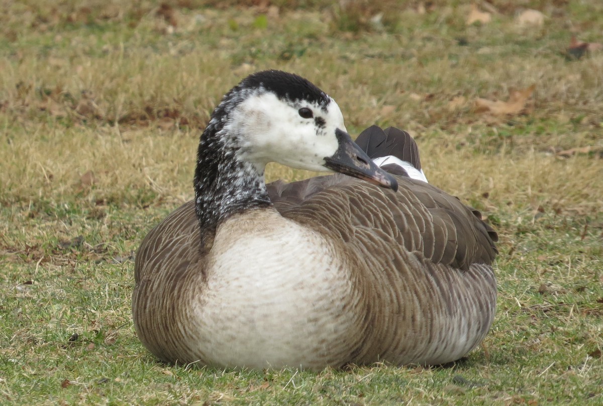 husa labutí x berneška velká (hybrid) - ML508551411