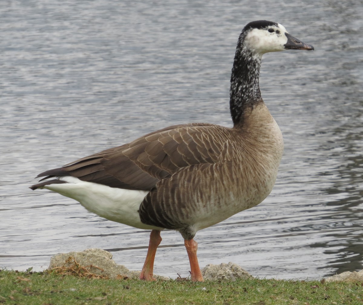 Swan Goose x Canada Goose (hybrid) - ML508551551
