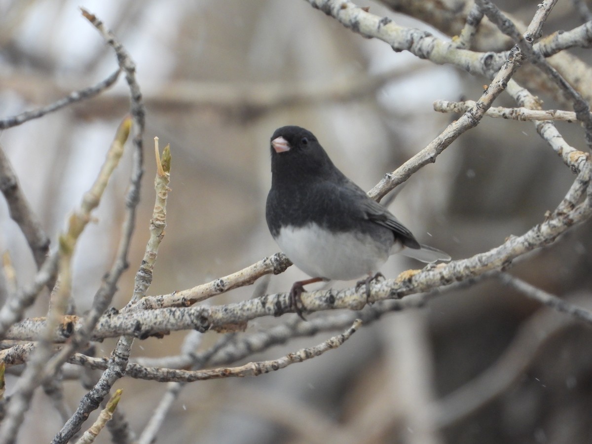 Dark-eyed Junco - ML508551611