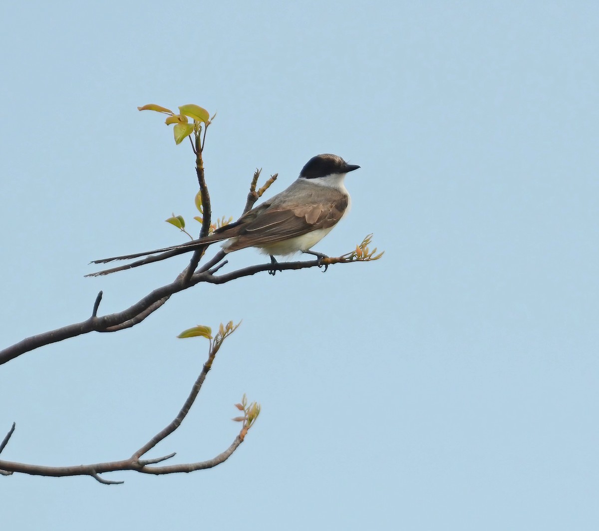 Fork-tailed Flycatcher - ML508551681