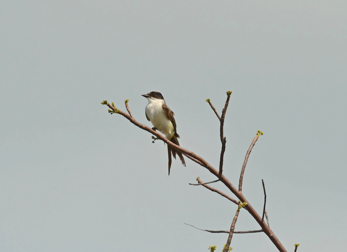 Gabelschwanz-Königstyrann - ML508551691