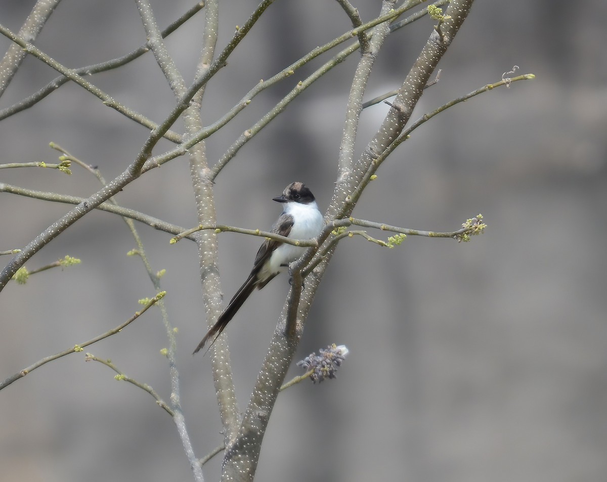 Gabelschwanz-Königstyrann - ML508551701