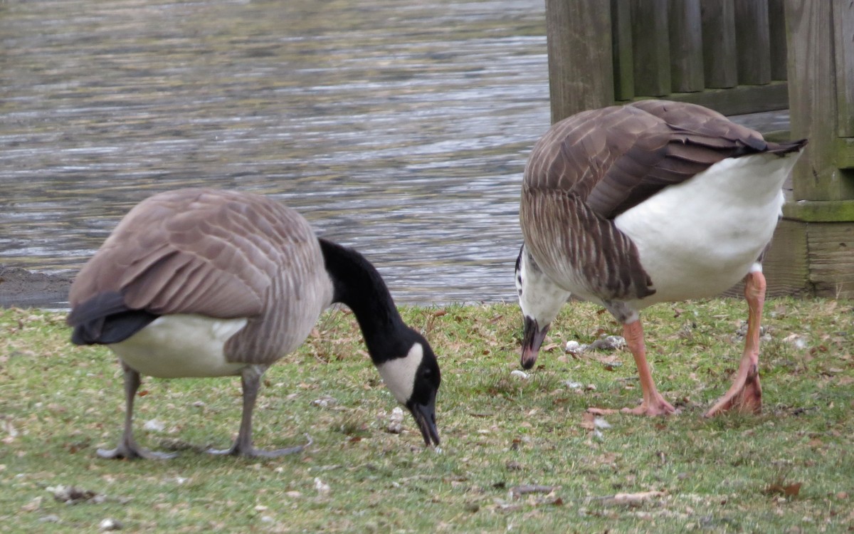 Swan Goose x Canada Goose (hybrid) - Bennie Saylor