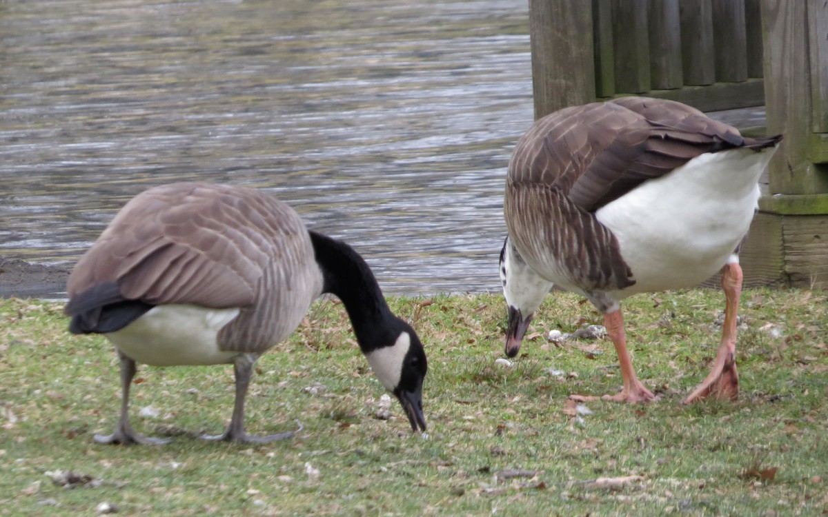 Swan Goose x Canada Goose (hybrid) - ML508551811