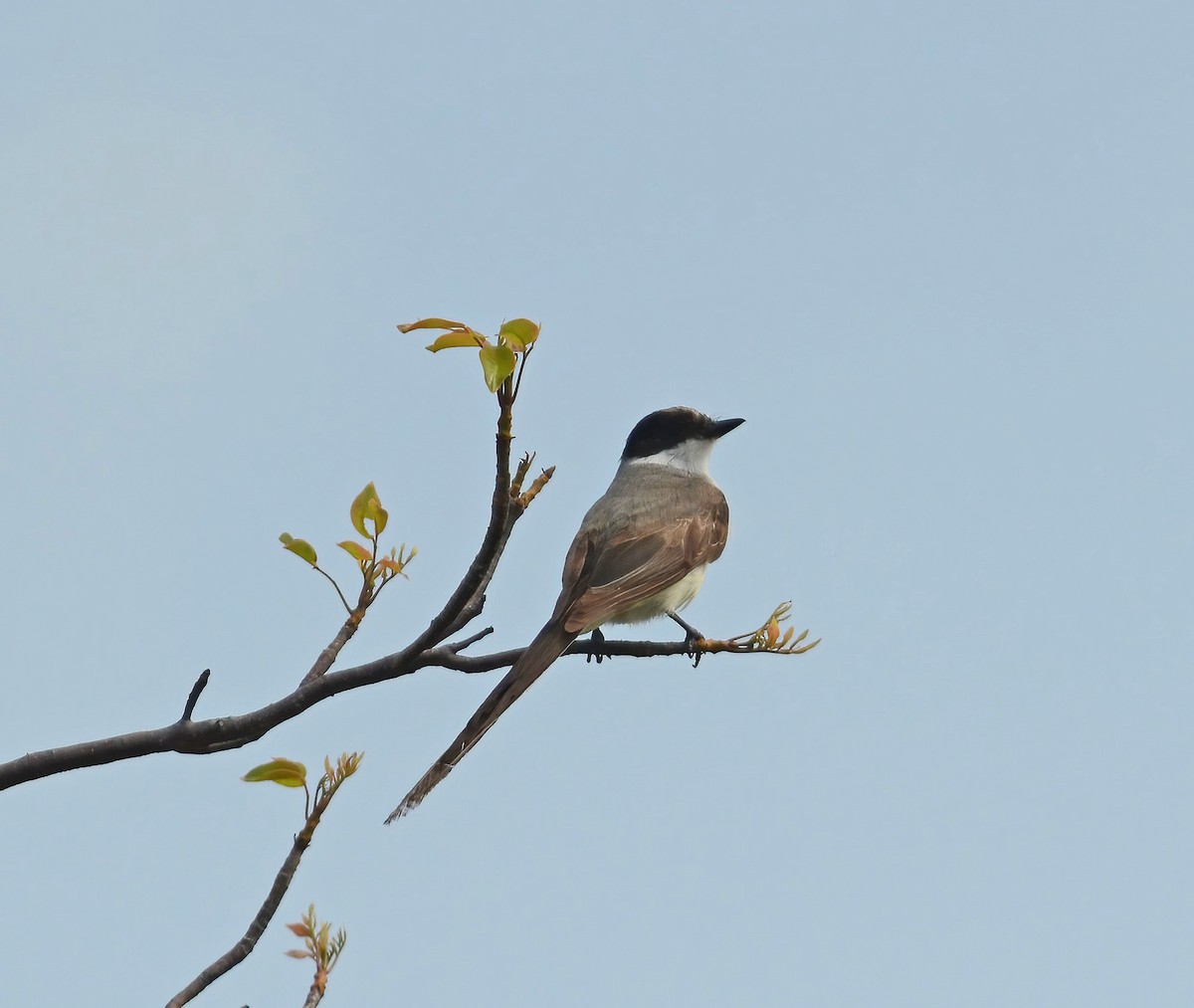 Gabelschwanz-Königstyrann - ML508551941