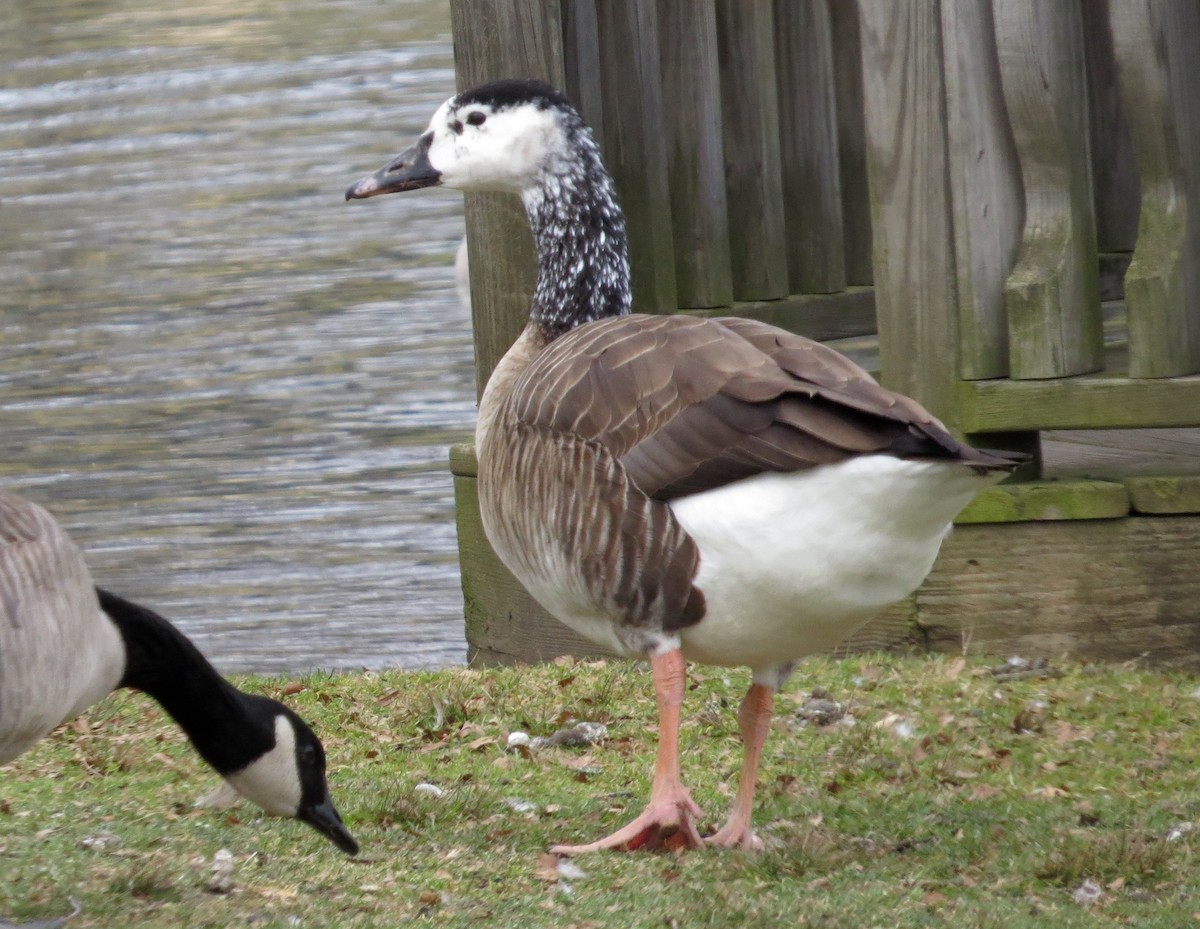 Swan Goose x Canada Goose (hybrid) - ML508552001