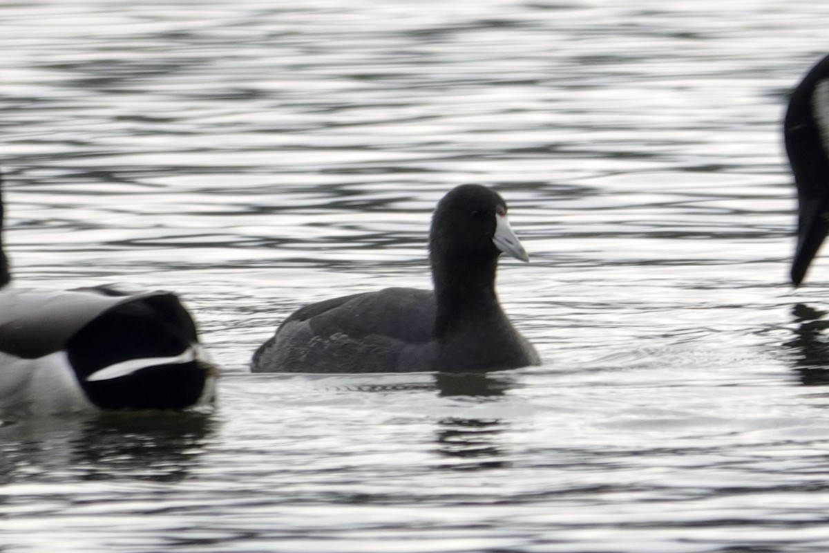 American Coot - ML508552751