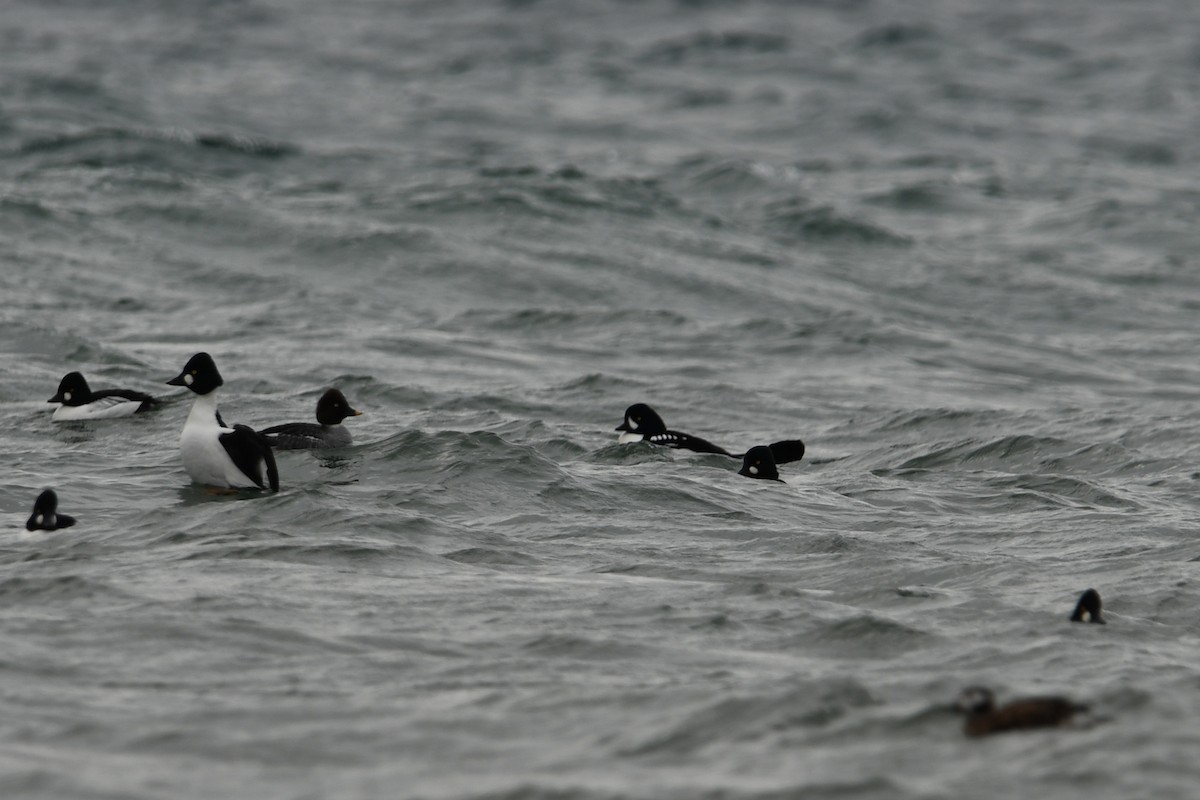 Barrow's Goldeneye - ML508553231