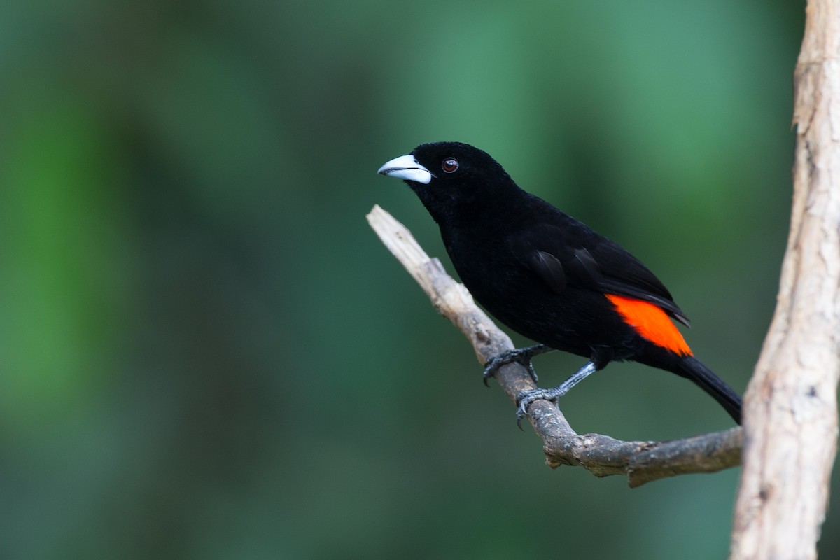 Alev Sokumlu Tangara (flammigerus) - ML50855331