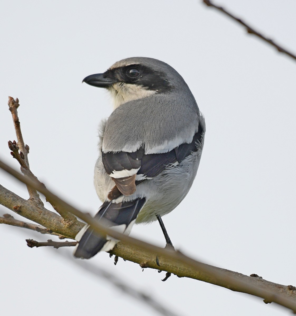 Loggerhead Shrike - ML50855341